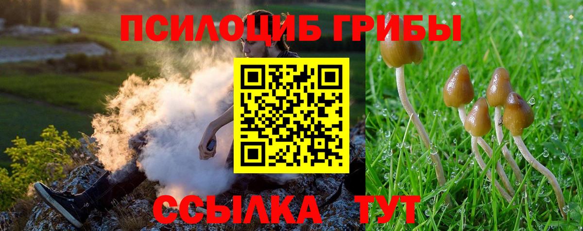 Псилоцибиновые грибы Psilocybe Вязники